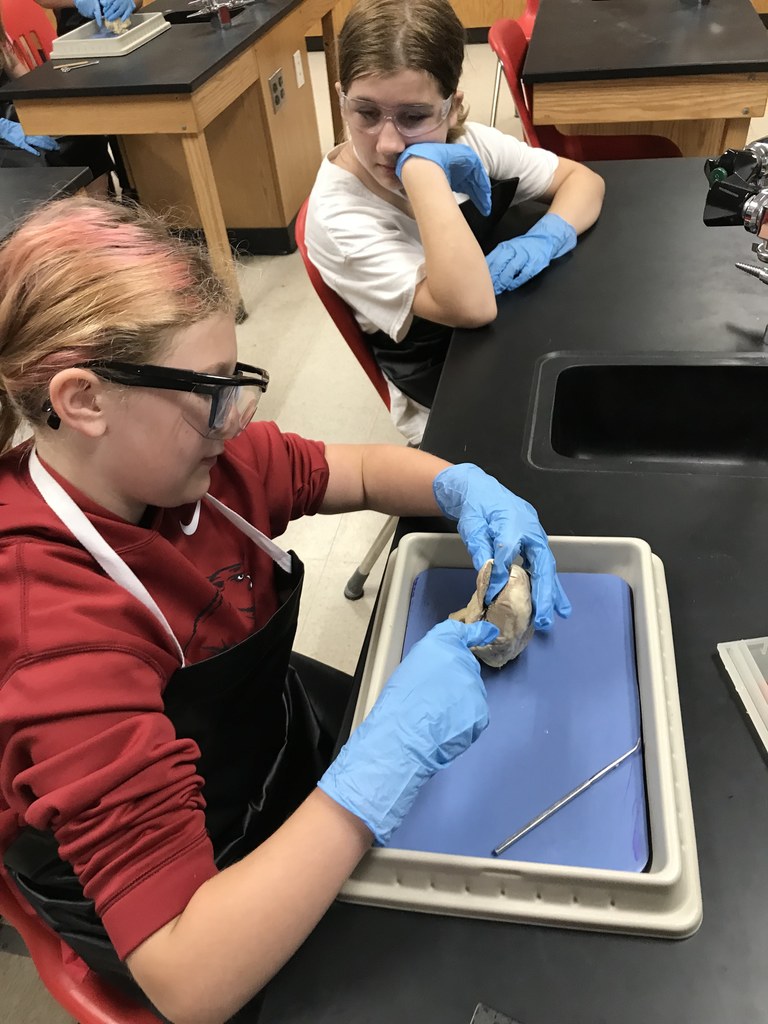 Summer School Students Doing  A  Heart Dissection Activity.